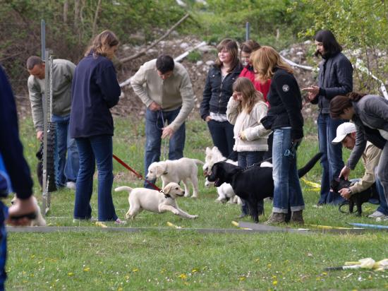 Ecole des chiots