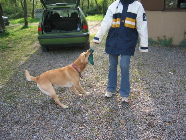 TAQUIN le labrador