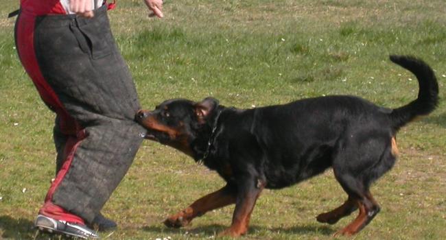 Ulysse le ROTWEILER  de Bernard