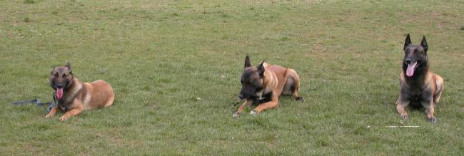 une triplette de malinois