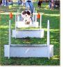 flyball haie.jpg